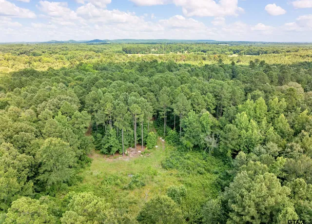 a view of a big yard with plants and large trees