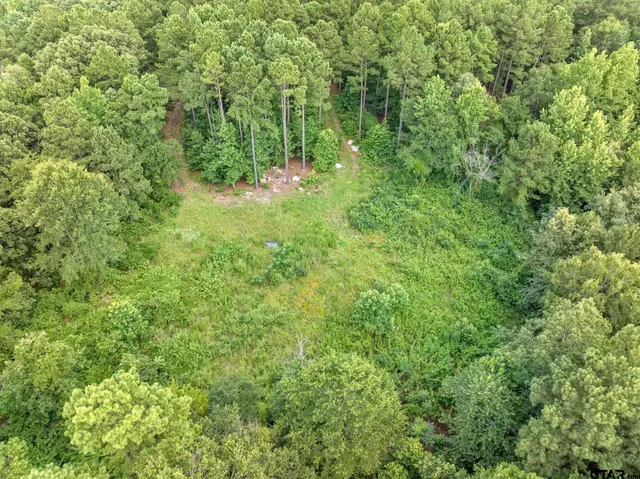 a view of a forest with a tree