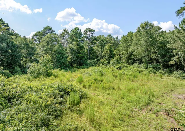 a view of a bunch of trees and bushes
