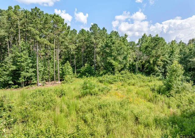 a view of a bunch of trees and bushes