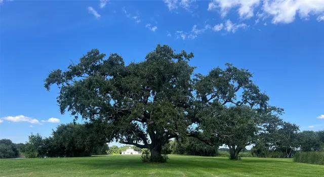 a big yard with large trees