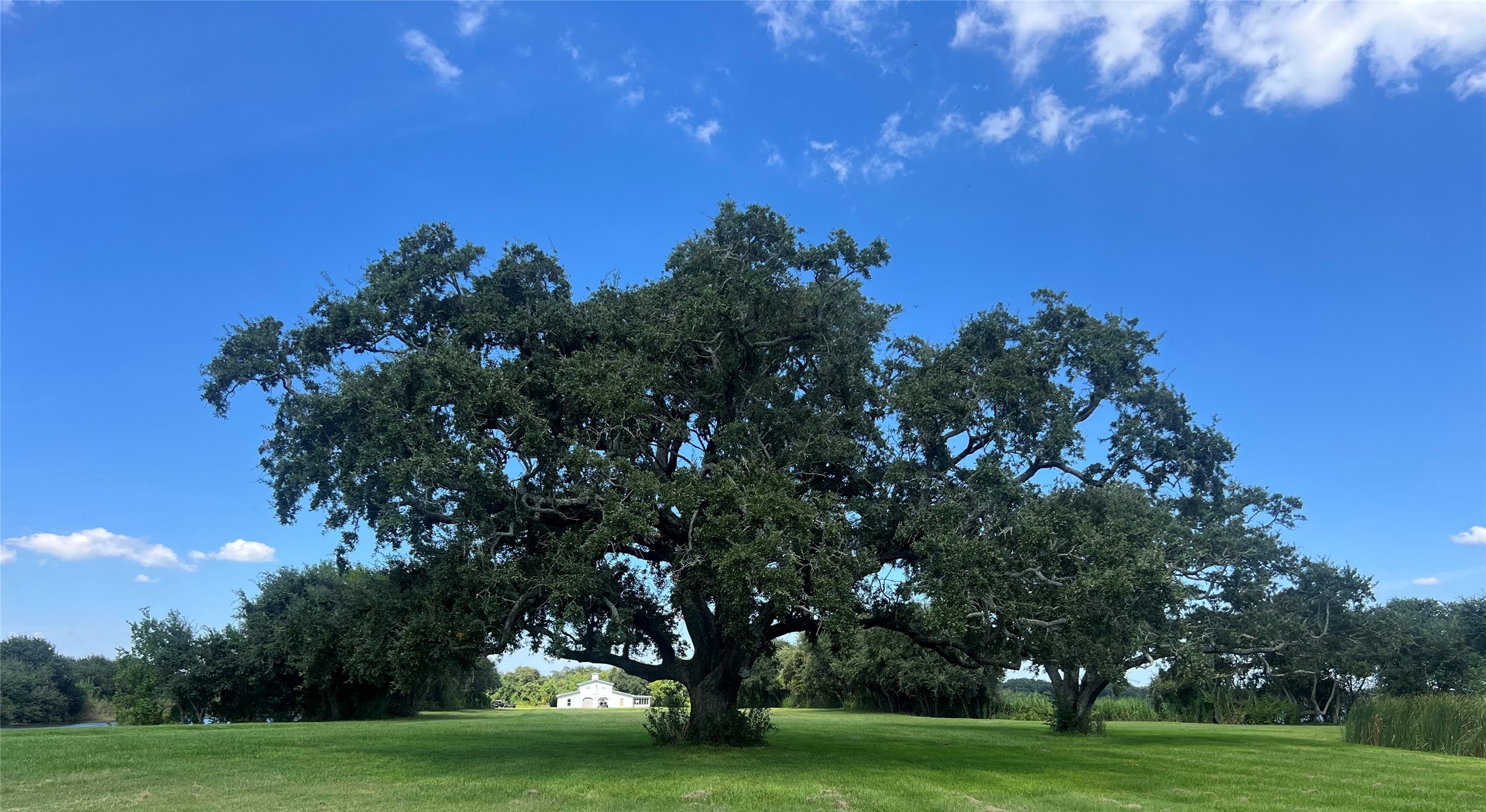 7165 Backridge Road Sabine Pass, TX 77655 - Photo 46 of 49 a big yard with large trees
