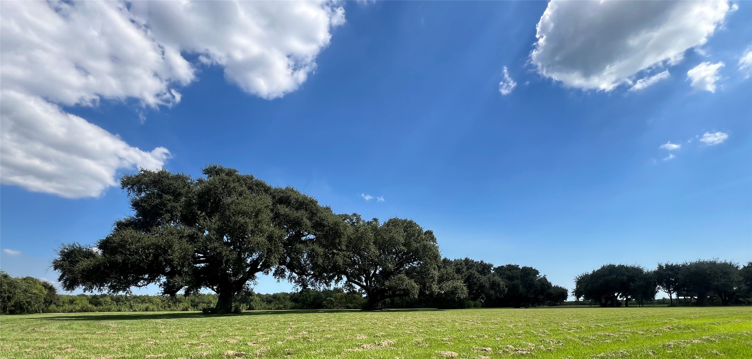7165 Backridge Road Sabine Pass, TX 77655 - Photo 47 of 49 a view of a yard with trees in the background