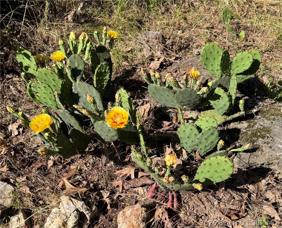 27444 Golden Beach Road Barnett, MO 65011 - Photo 32 of 42 Native Cacti