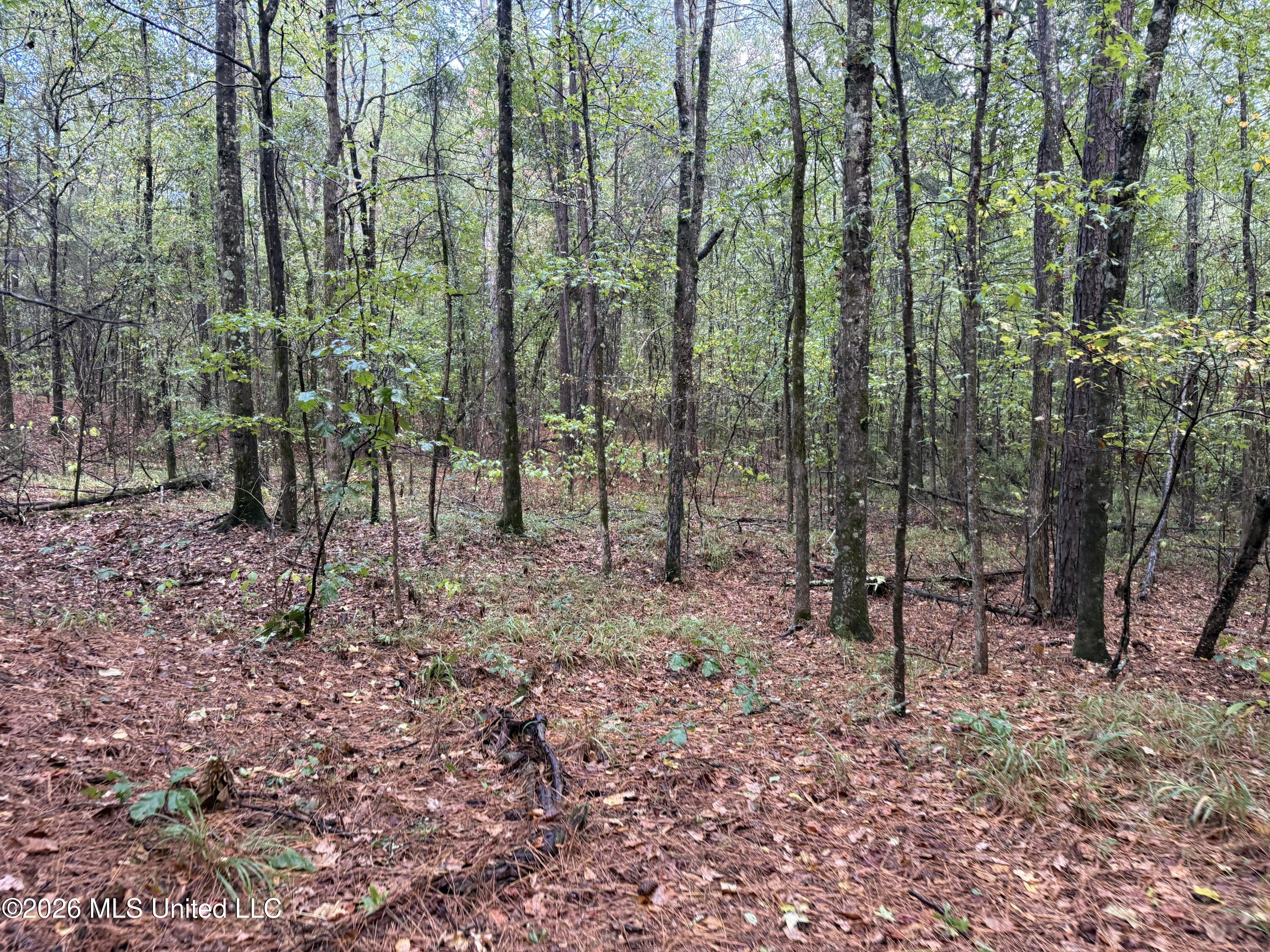 4167 County Road Sallis, MS 39160 - Photo 24 of 38 IMG_8972