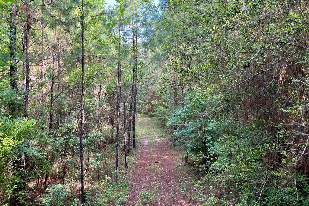 0 Jerusalem Road Liberty, MS 39645 - Photo 11 of 34 Photo 11