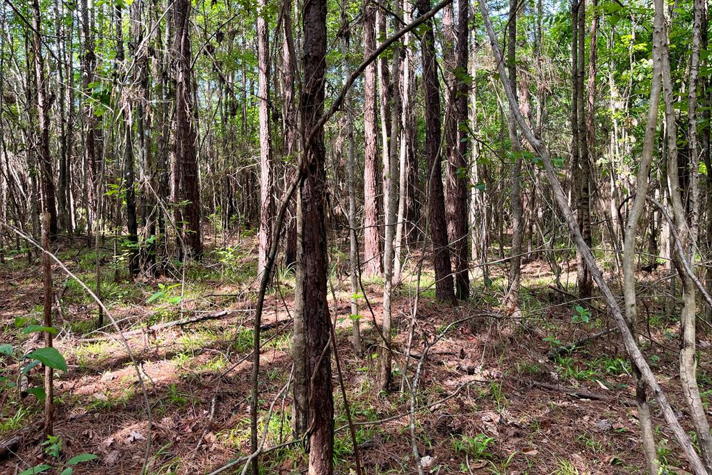 0 Jerusalem Road Liberty, MS 39645 - Photo 12 of 34 Photo 12