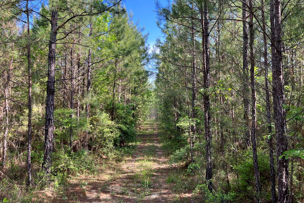0 Jerusalem Road Liberty, MS 39645 - Photo 18 of 34 Photo 19