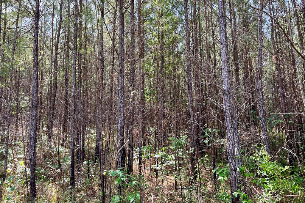 0 Jerusalem Road Liberty, MS 39645 - Photo 29 of 34 Photo 30