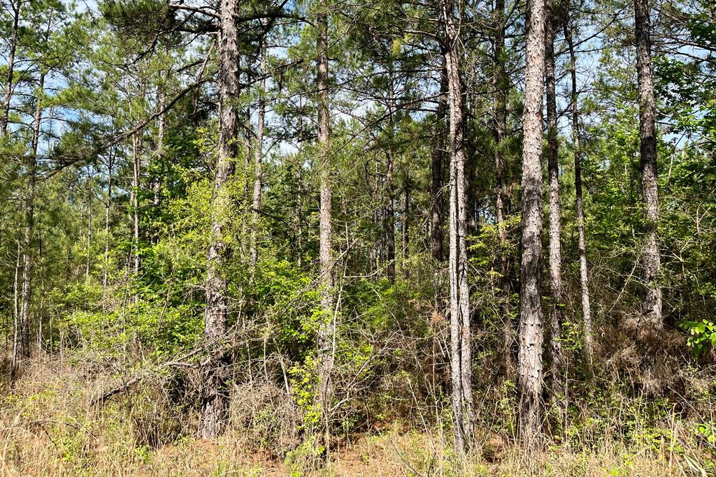 0 Jerusalem Road Liberty, MS 39645 - Photo 30 of 34 Photo 31