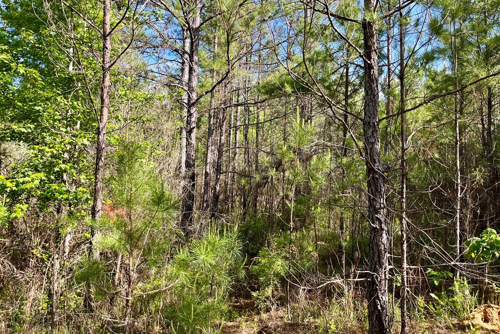 0 Jerusalem Road Liberty, MS 39645 - Photo 3 of 34 Photo 3