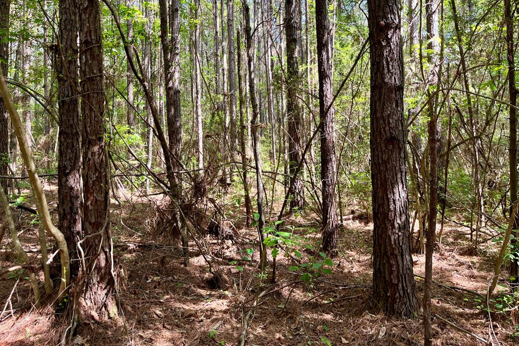 0 Jerusalem Road Liberty, MS 39645 - Photo 31 of 34 Photo 32