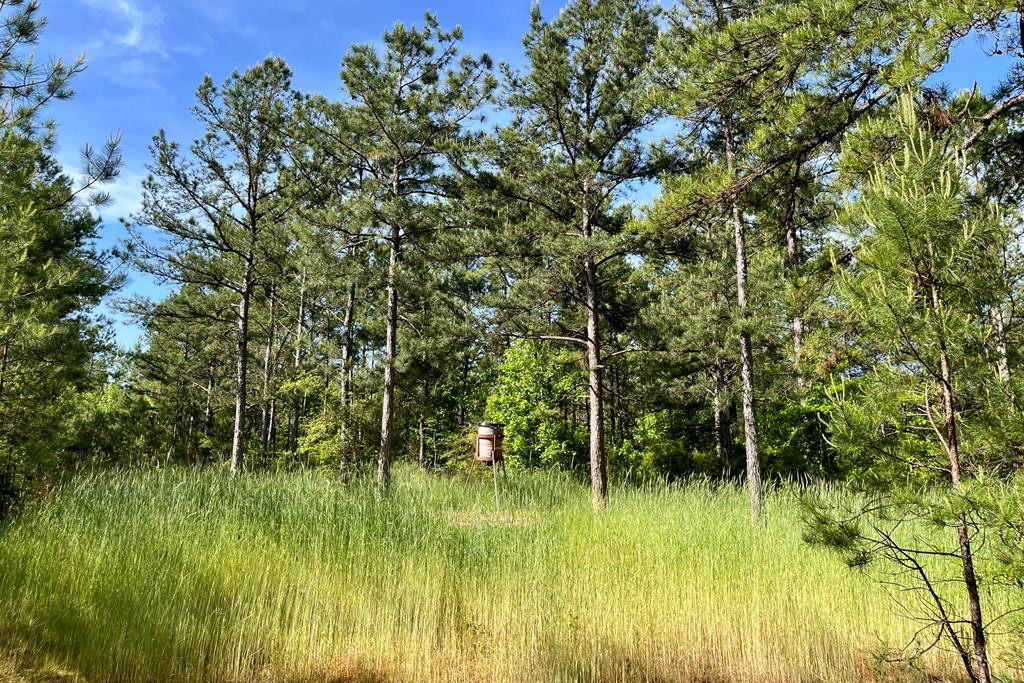 0 Jerusalem Road Liberty, MS 39645 - Photo 4 of 34 Photo 4