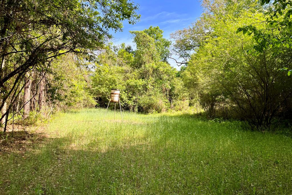 0 Jerusalem Road Liberty, MS 39645 - Photo 8 of 34 Photo 8