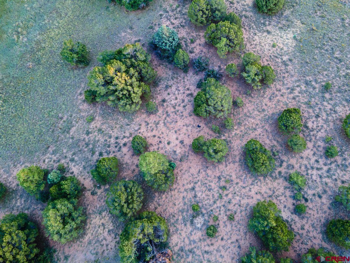 Tbd Pronghorn Lane Ridgway, CO 81432 - Photo 11 of 21 a view of a garden with plants