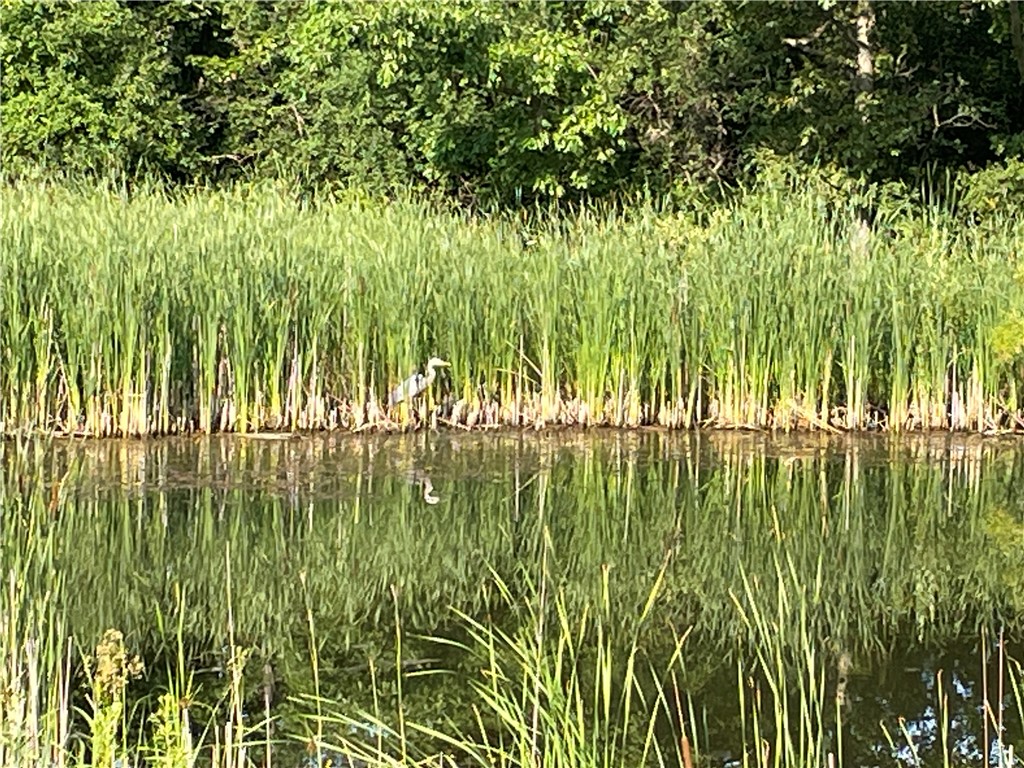 6002 Woodvine Rise Canandaigua, NY 14424 - Photo 47 of 50 Pond wildlife