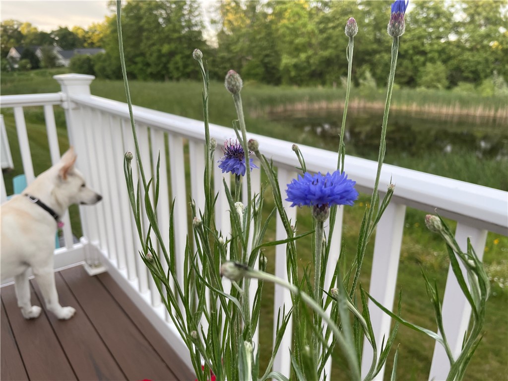 6002 Woodvine Rise Canandaigua, NY 14424 - Photo 49 of 50