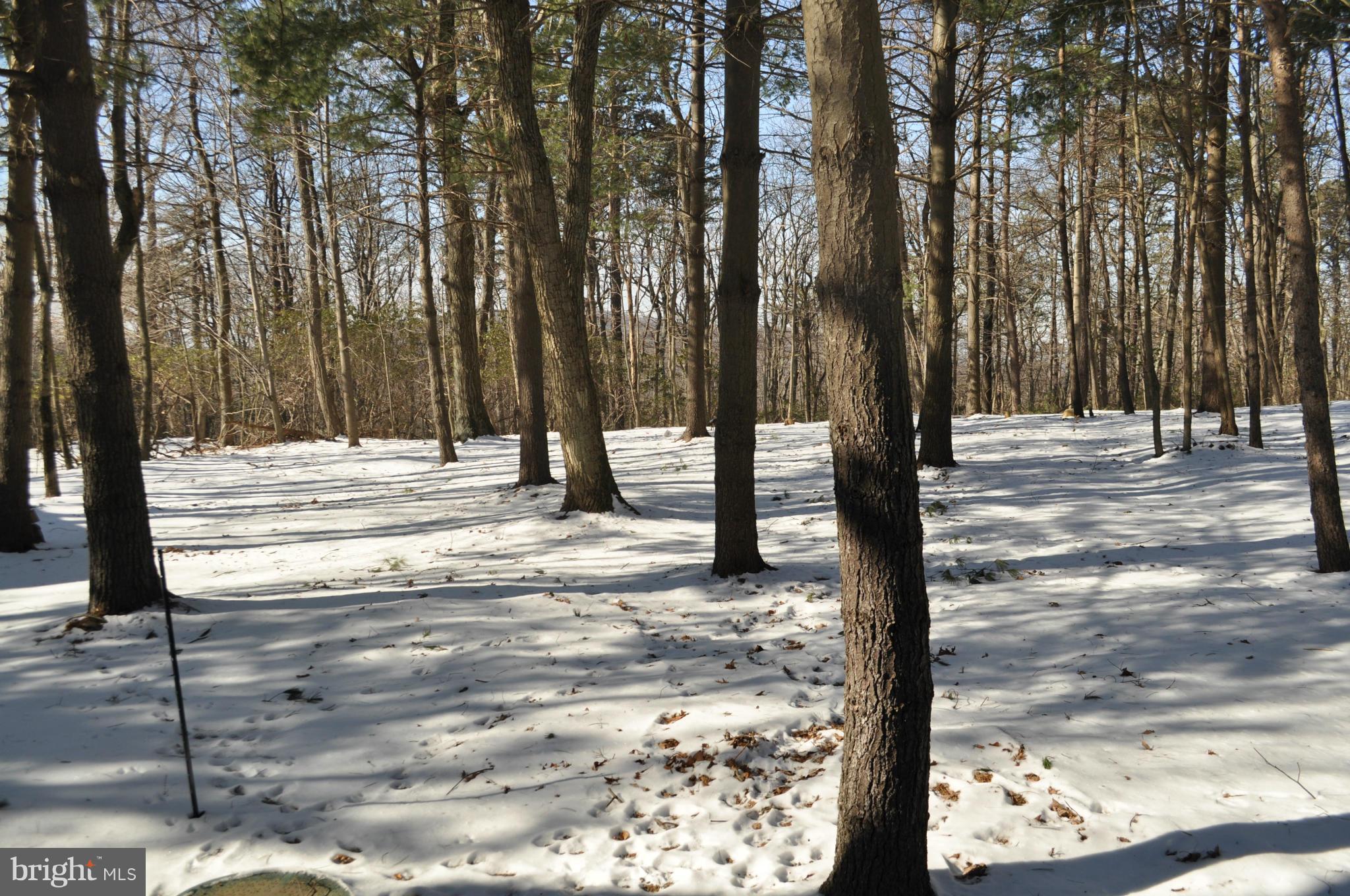 2710 Lookout Road Haymarket, VA 20169 - Photo 24 of 30 Treed Back Yard