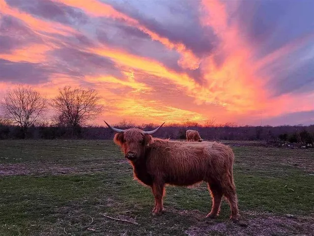 $927,000 | 4081 Farm To Market Road 2736, Unit A, Campbell, TX 75422