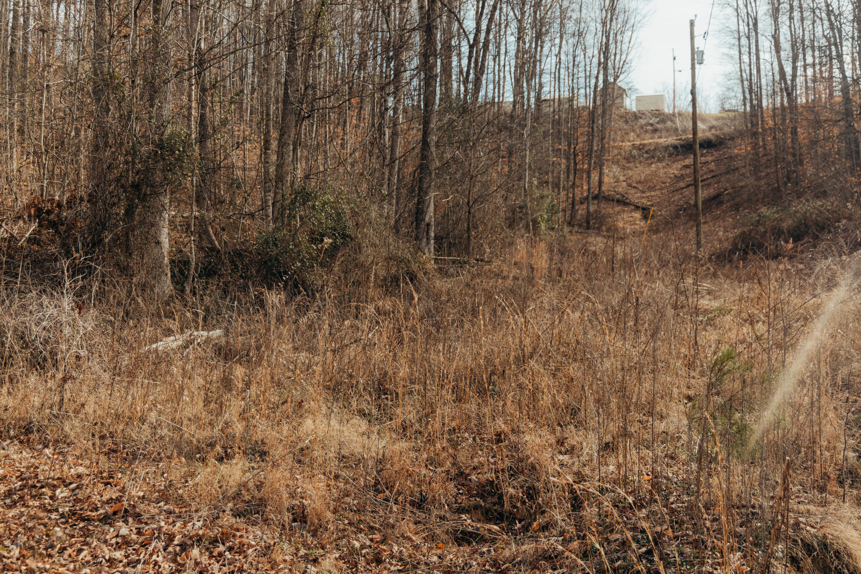 -tbd Whites Branch Road Wellington, KY 40387 - Photo 9 of 19 3Q8A9336