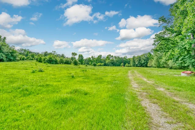 a view of a big yard with plants and large trees