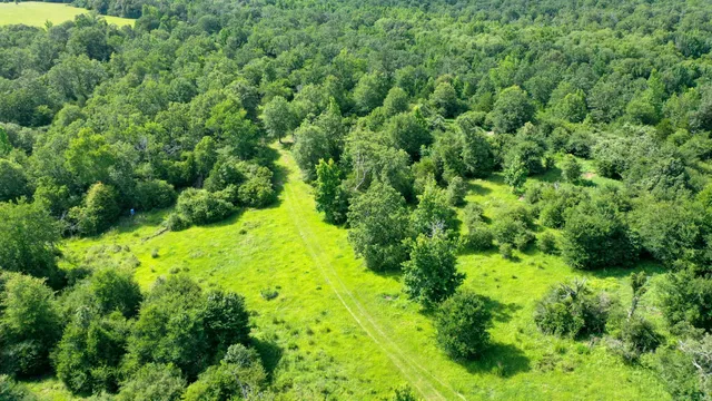 a view of a lush green forest