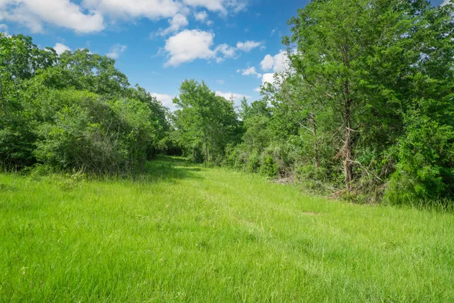 a view of a lush green forest