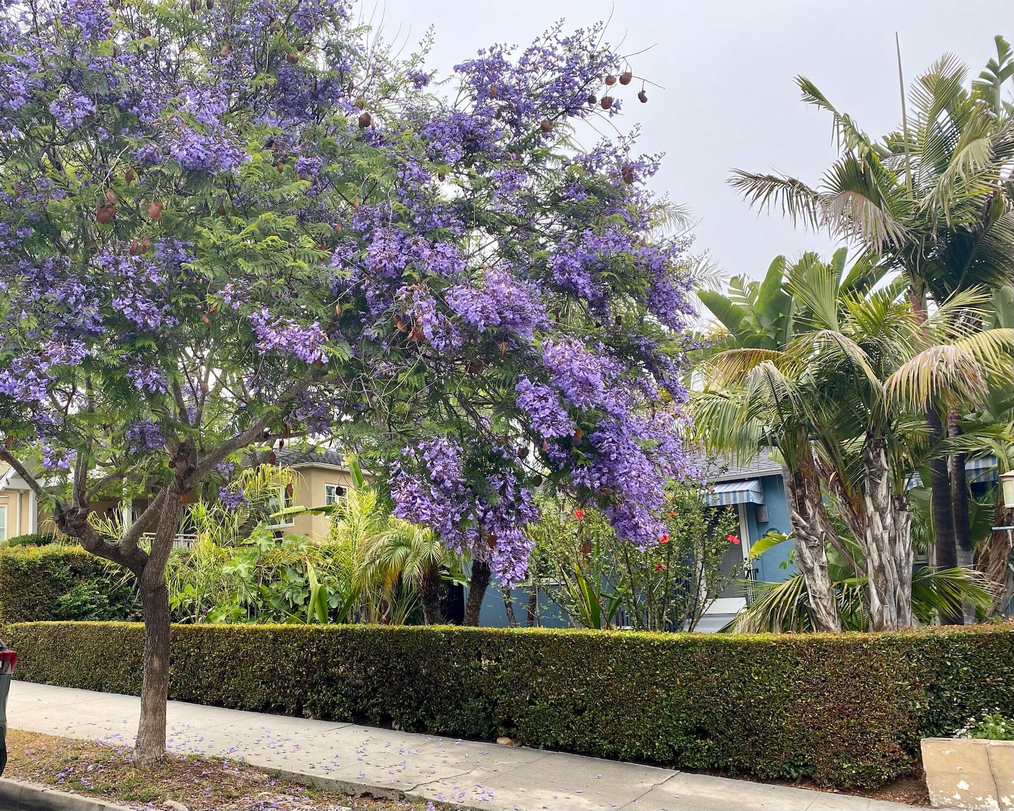 2932 Serena Road Santa Barbara, CA 93105 - Photo 24 of 26 Jaccaranda Tree