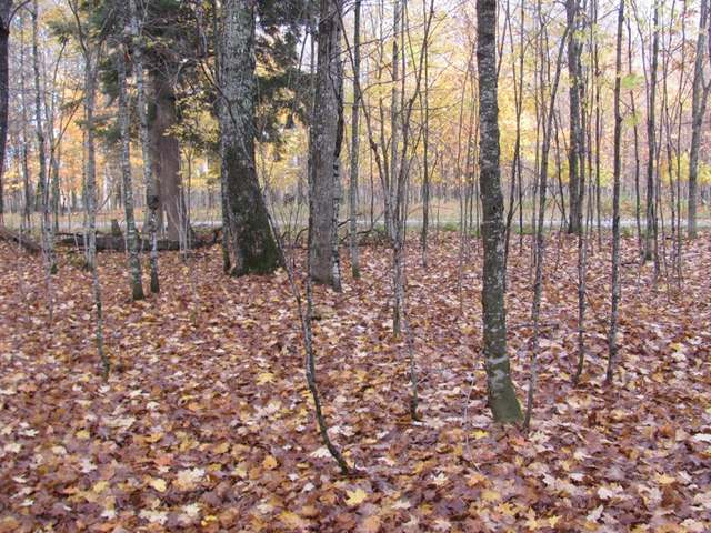 Three Connors Road, Unit LOT 6 Three Lakes, WI 54562 - Photo 5 of 7 Gallery Image 5
