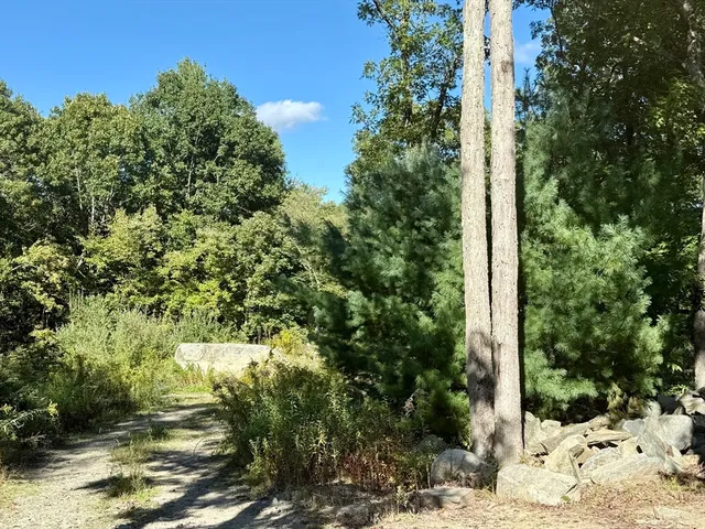 a view of a yard with plants and tree