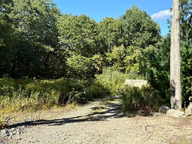 a view of a yard covered with trees