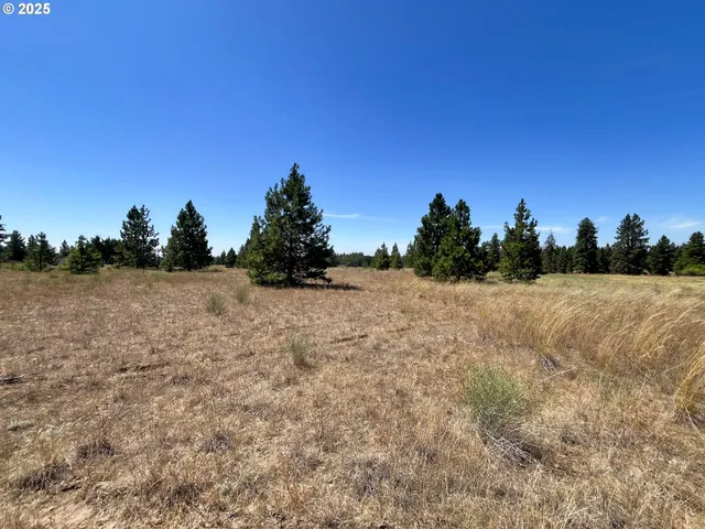 a view of large trees and a lake