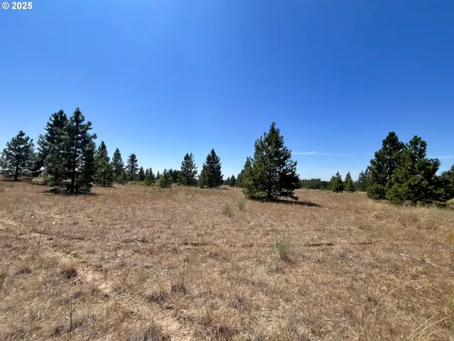 a backyard of a house with trees