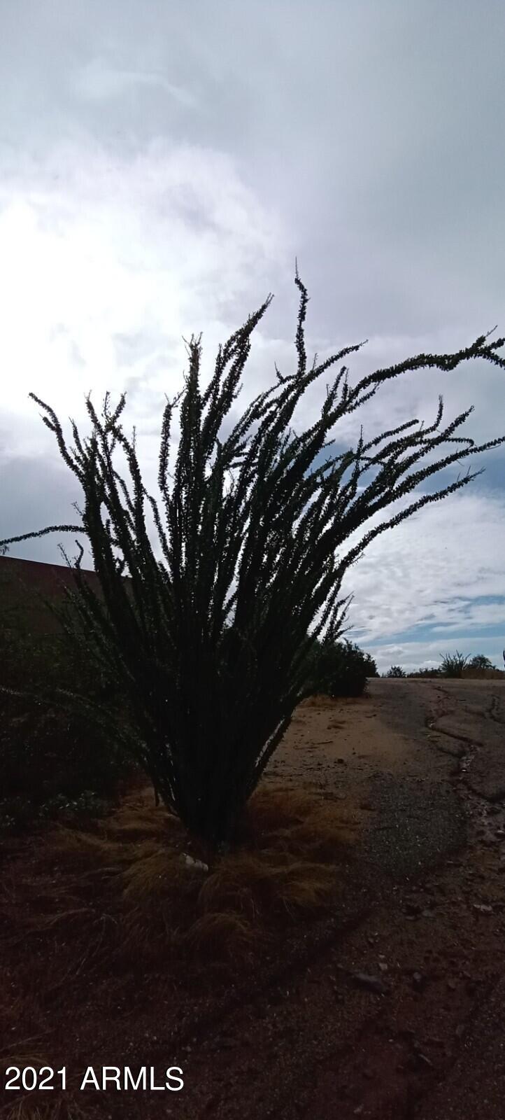 235 West Ridgecrest Road Phoenix, AZ 85086 - Photo 67 of 80 Gorgeous Ocotillos