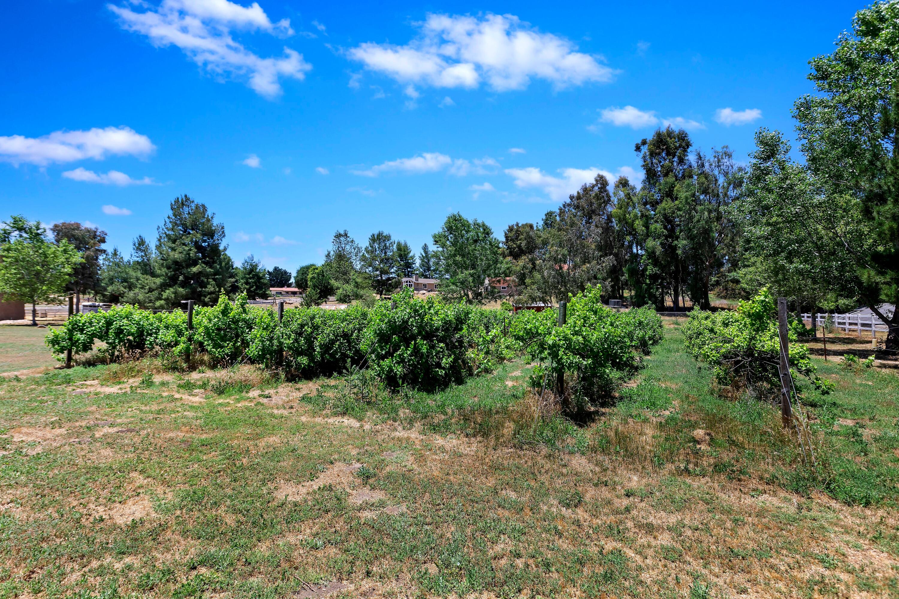 17370 Rodeo Road Lake Elsinore, CA 92530 - Photo 51 of 68 Resized Rodeo Pics