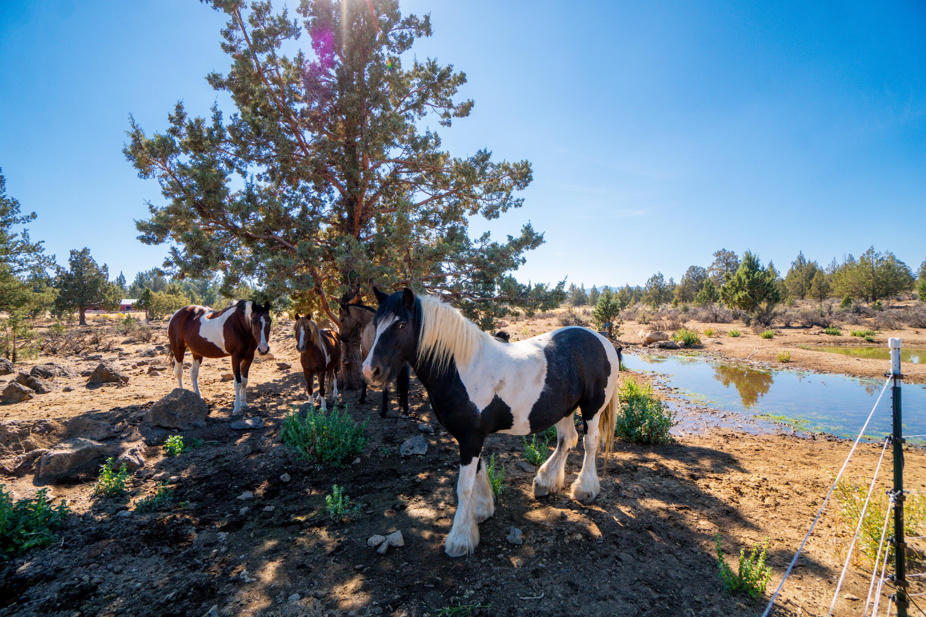 67395 Fryrear Road Bend, OR 97703 - Photo 59 of 71 62. Prince Charming