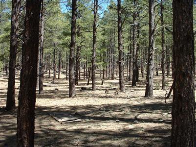 6897 North Spring Valley Road Parks, AZ 86018 - Photo 4 of 4 Additional Photo
