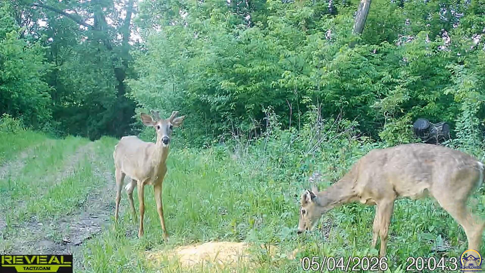 0 Silver Creek Road Cedar Point, KS 66843 - Photo 19 of 99 Gallery Image 19