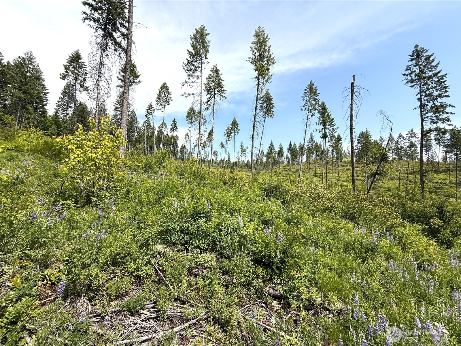 2 Rockabye Lane Curlew, WA 99118 - Photo 6 of 8 a view of a garden with trees