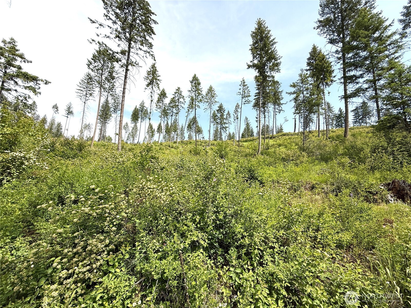 2 Rockabye Lane Curlew, WA 99118 - Photo 8 of 8 a view of a yard with large trees