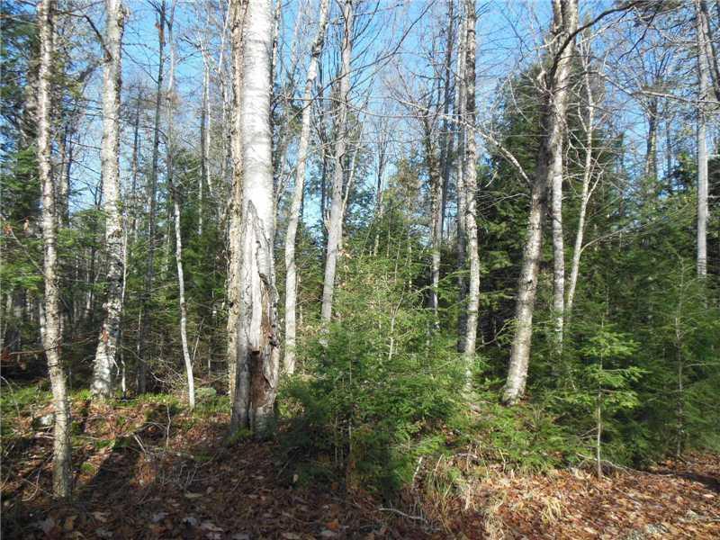 70 Mitchell Road Sangerville, ME 04479 - Photo 5 of 16 Land.