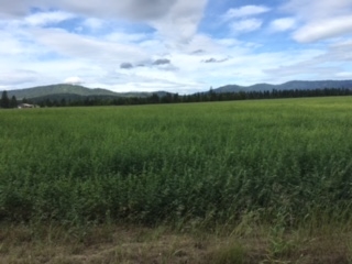 X Wallbridge Road Deer Park, WA 99006 - Photo 1 of 1