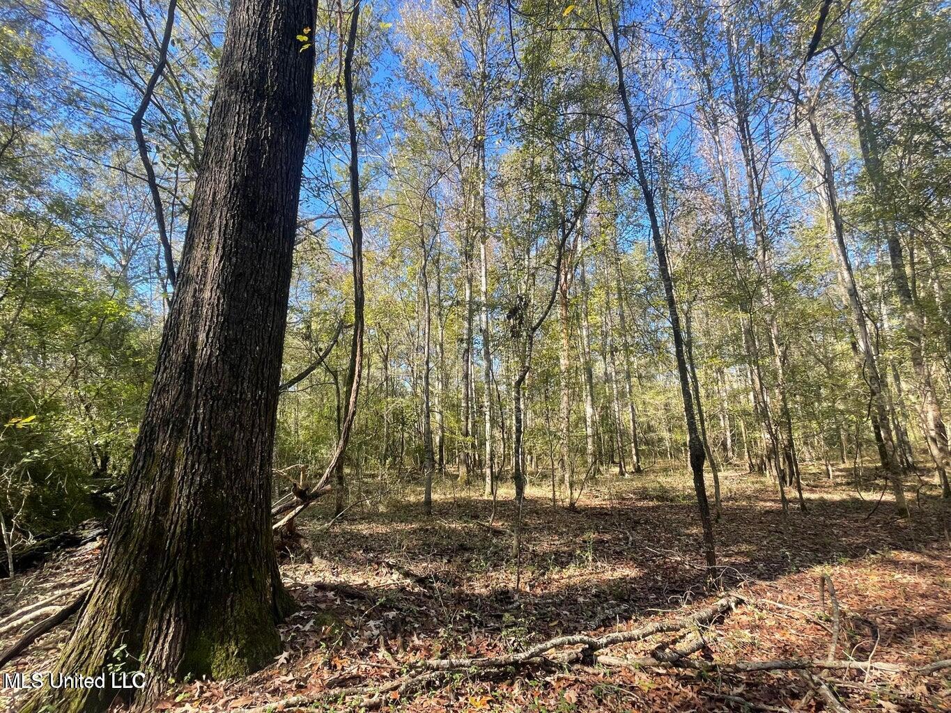 1 Lep Childress Road Flora, MS 39071 - Photo 8 of 10 20241119190100398162000000-o