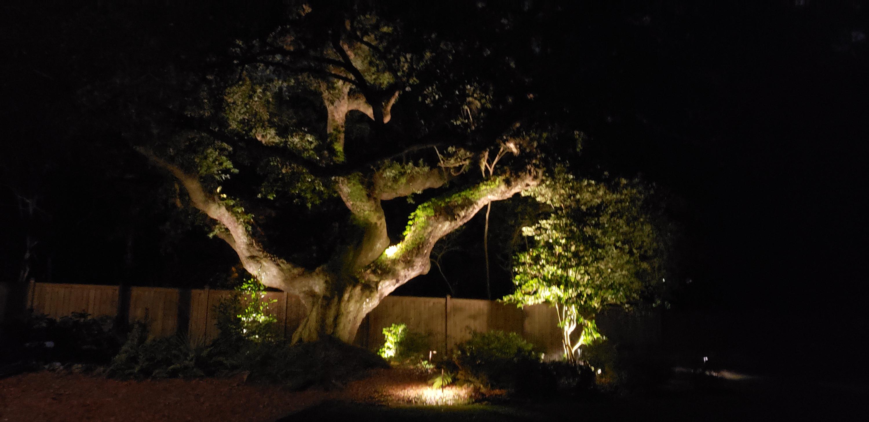 105 Old Postern Road Summerville, SC 29483 - Photo 40 of 40 tree
