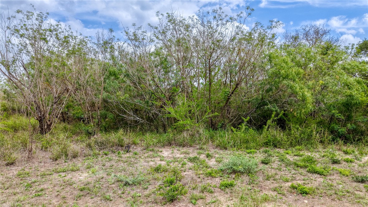 900 North Johnson Street Alice, TX 78332 - Photo 23 of 37 a view of a lush green forest with lots of trees