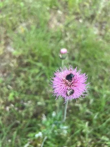 a view of a field with plants and trees