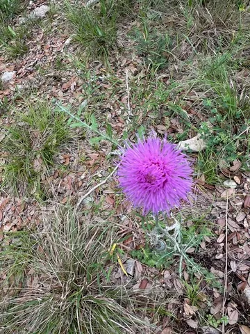 $440,000 | 16205 Big Oak Circle, Leander, TX 78641