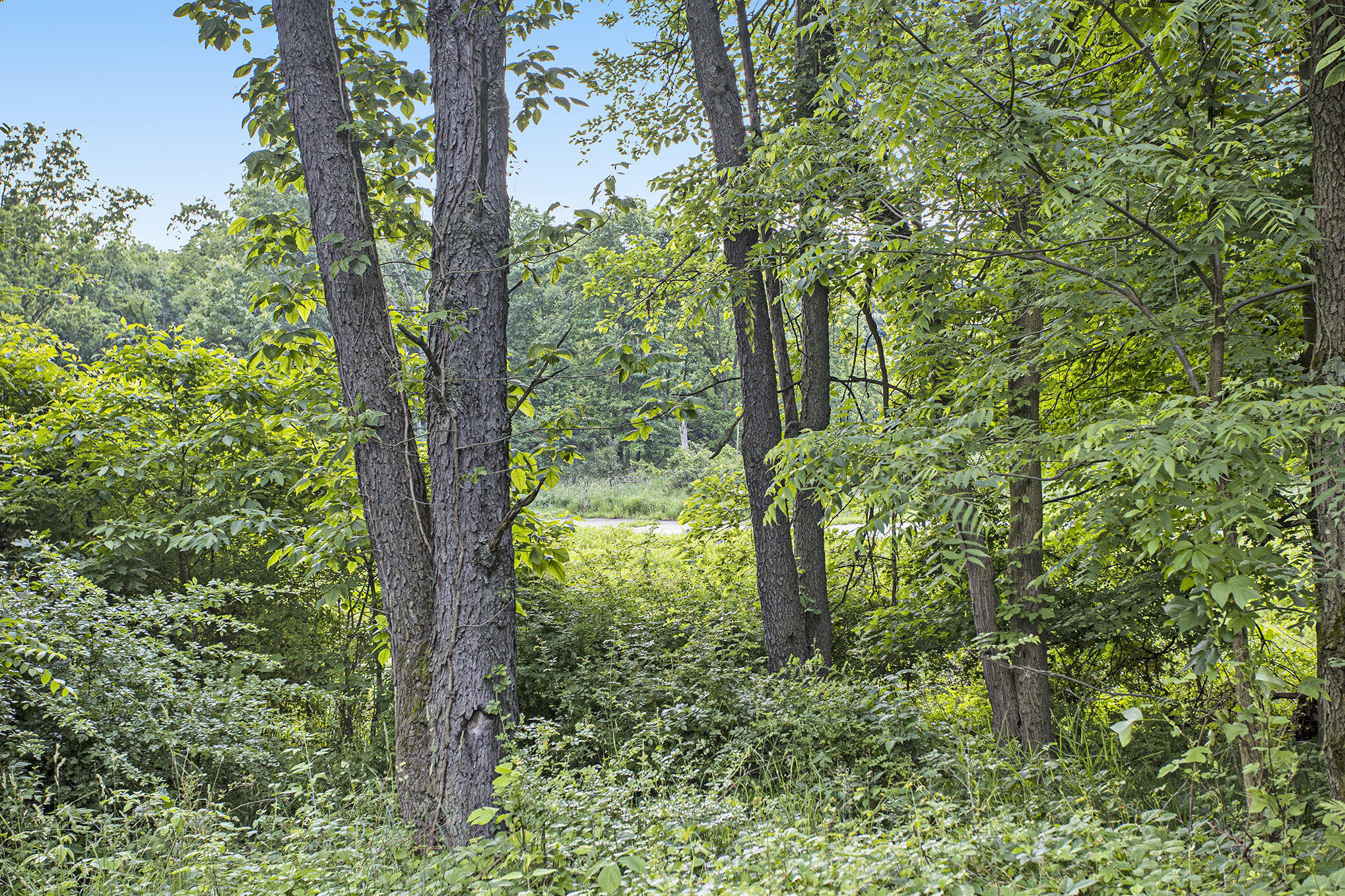 16460 15 Mile Road Marshall, MI 49068 - Photo 23 of 64 015_file_314