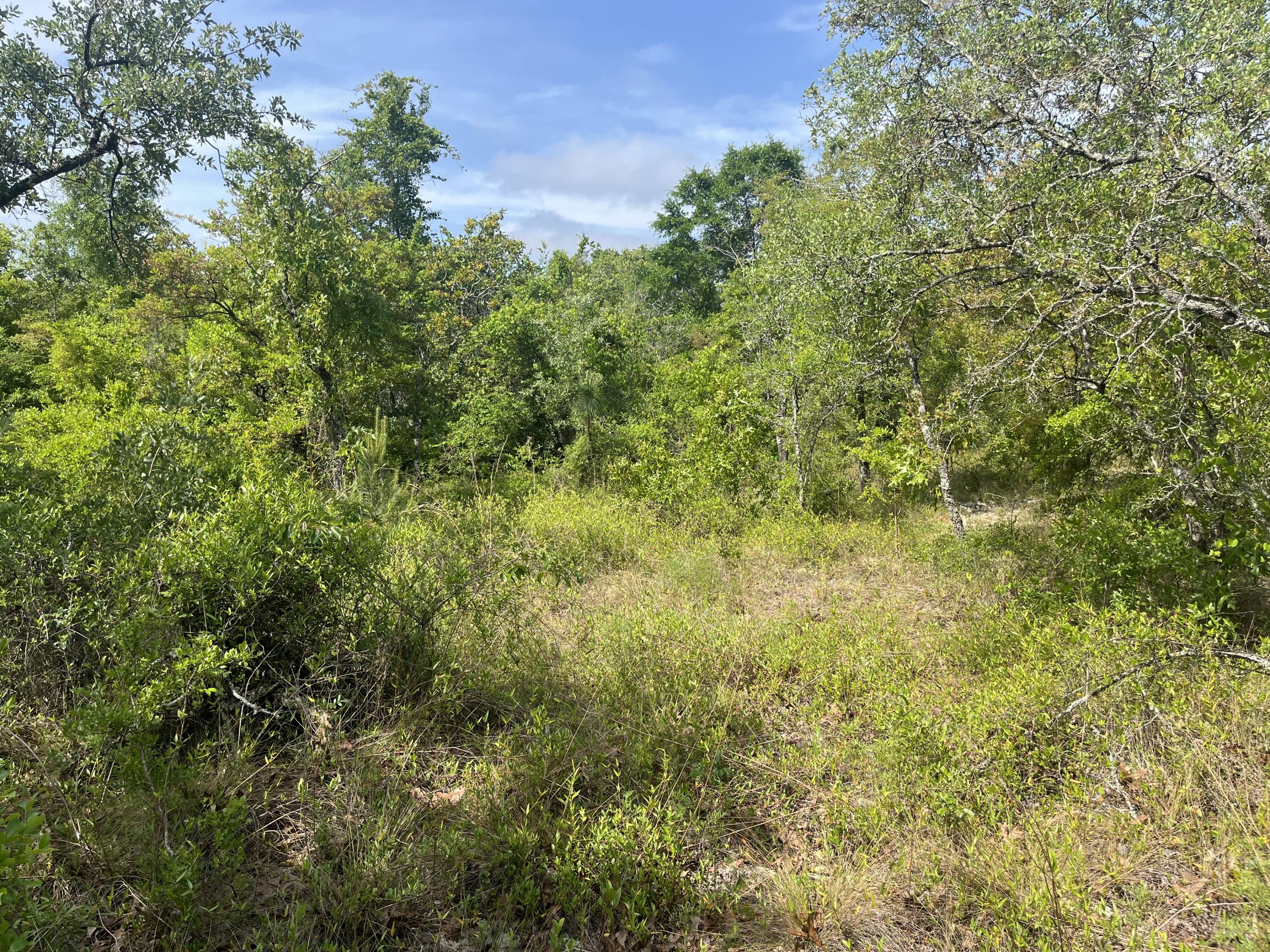 Tbd Rome Avenue Alford, FL 32420 - Photo 3 of 13 IMG_1896