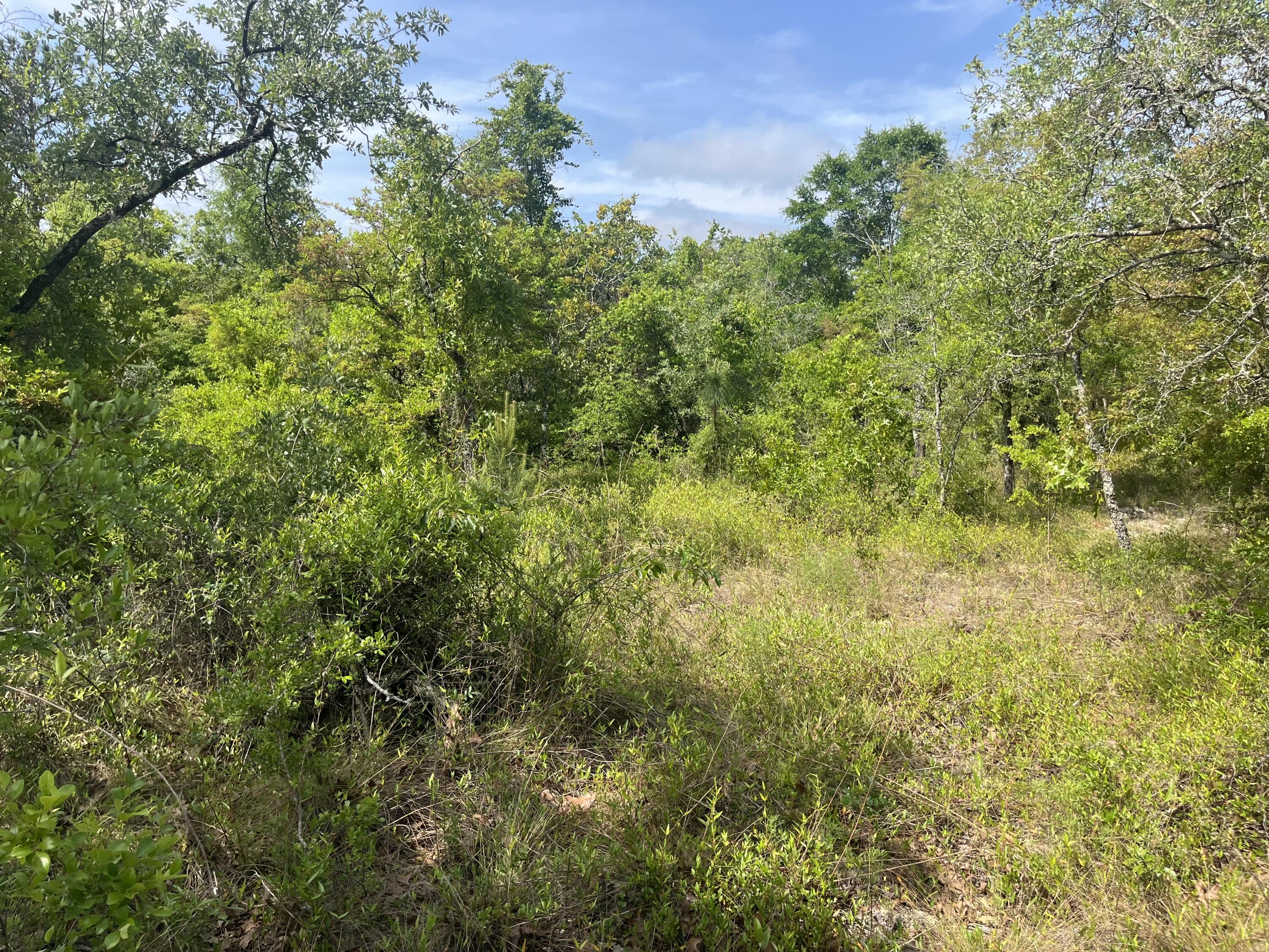 Tbd Rome Avenue Alford, FL 32420 - Photo 4 of 13 IMG_1897